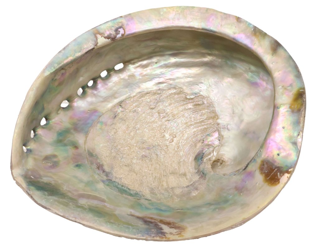 Coquille d'Ormeau Naturelle XL – 15 à 16 cm