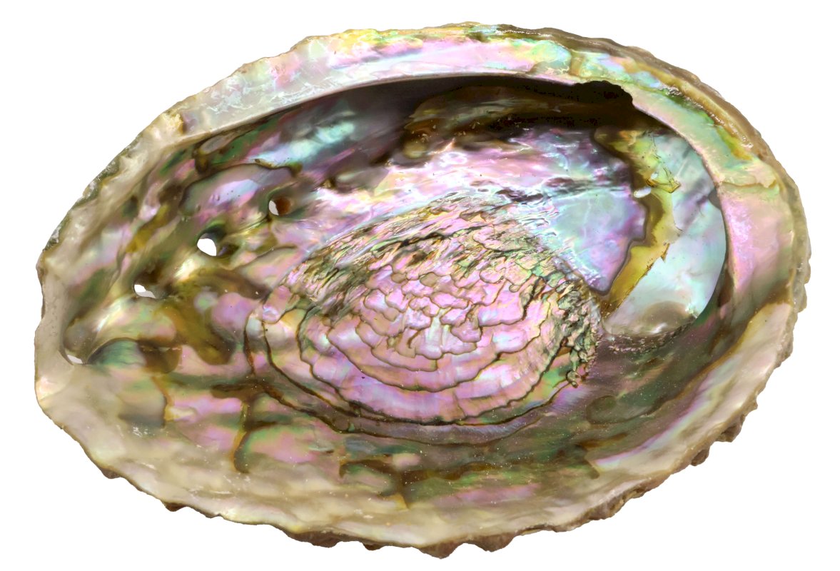 Coquille d'Ormeau Rose – 12 à 15 cm