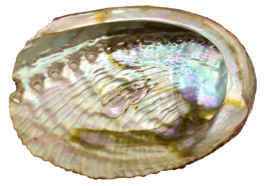 Coquille d'Ormeau Naturelle Verte 'Haliotis' – 10 à 12 cm